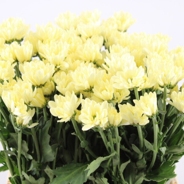 CRISANTEM CREMA *PROSECCO*