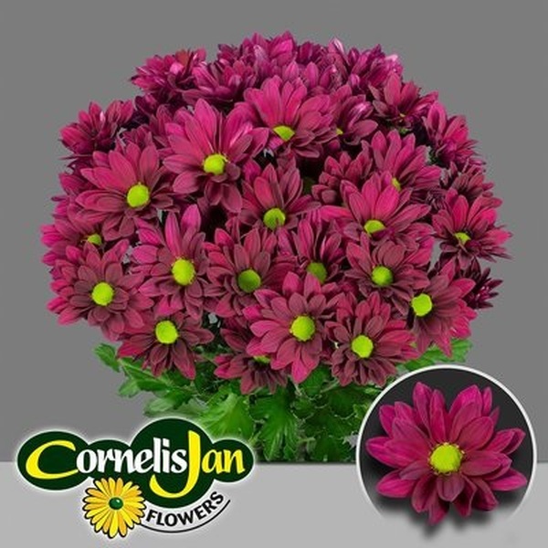 CRISANTEM PURPLE STAR