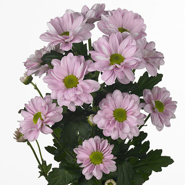 CRISANTEM ROSA *BACARDI PEARL*