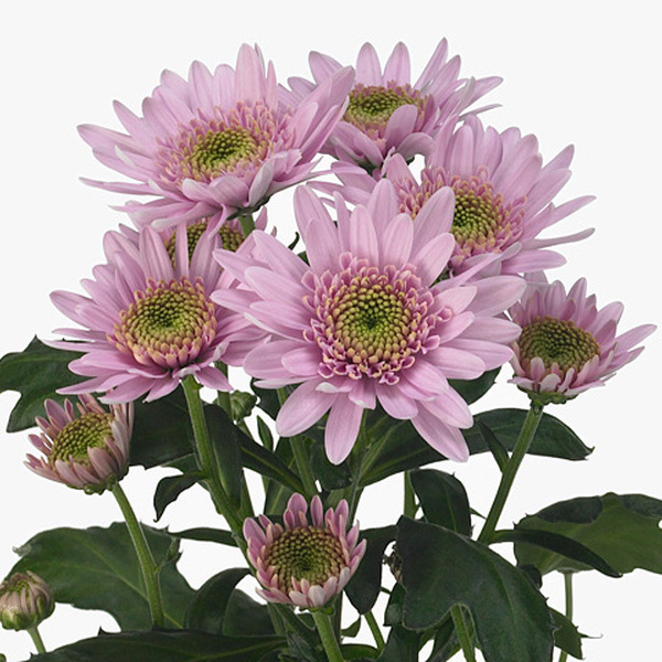 CRISANTEM ROSA *CUPCAKE*