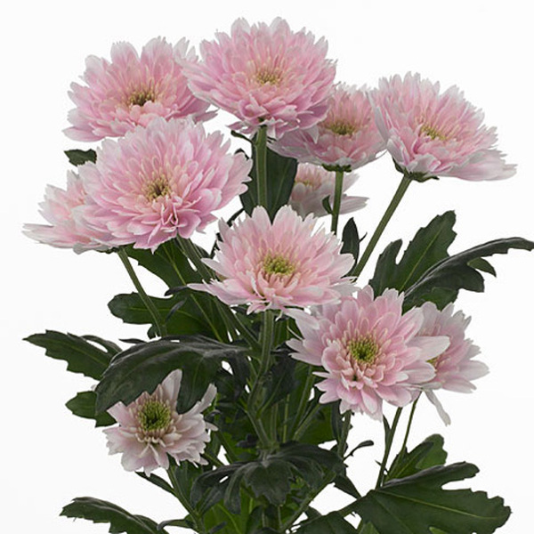 CRISANTEM ROSA *EURO PINK*