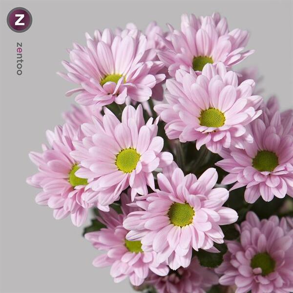 CRISANTEMO ROSA *KATINKA*