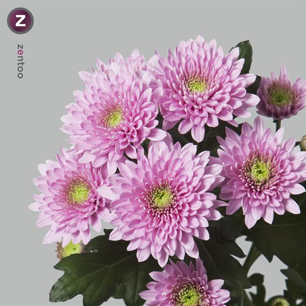 CRISANTEM ROSA *ROMANCE*