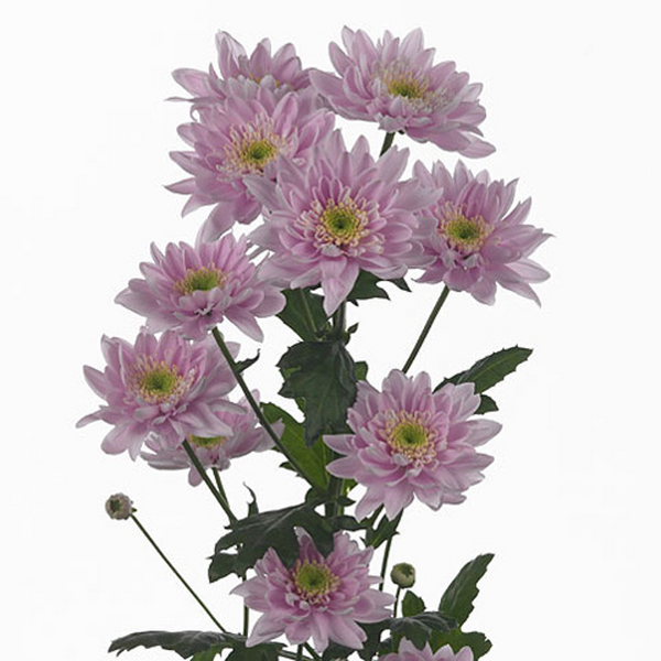 CRISANTEM ROSA MON LISA *PETAL DOBLE*