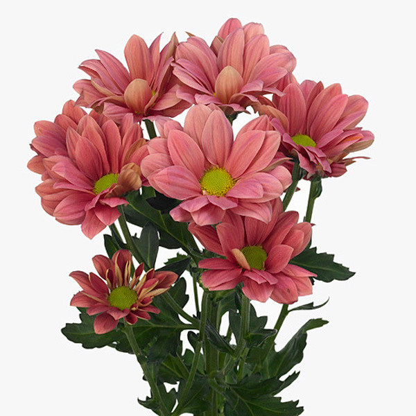 CRISANTEMO ROSA *MONA LISA PINK*