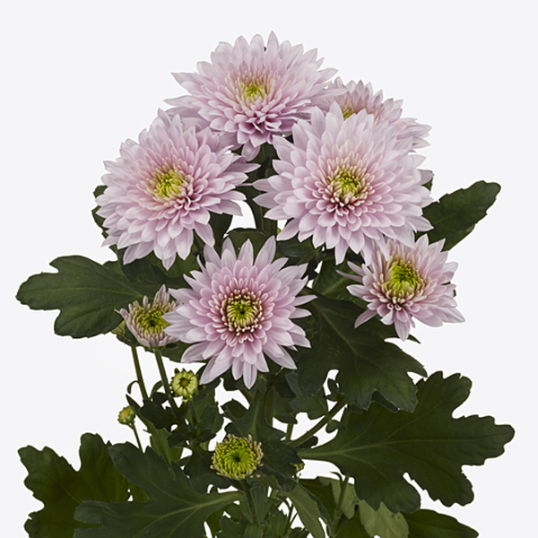 CRISANTEM ROMANCE PEARL