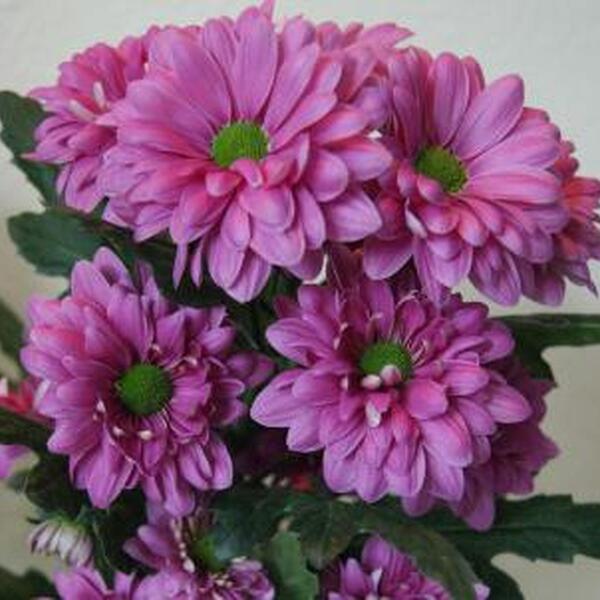 CRISANTEM ROSA *PRADA*