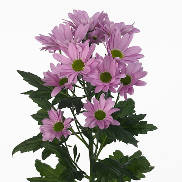 CRISANTEMO ROSA *RIHANNA*