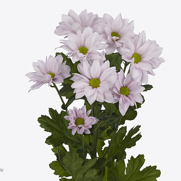 CRISANTEM ROSA *SOFTONE*