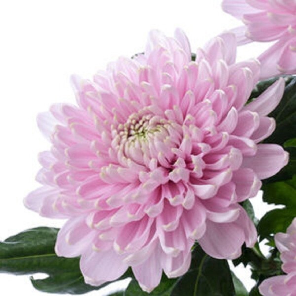 CRISANTEM UNIFLORA *ROSSANO* 