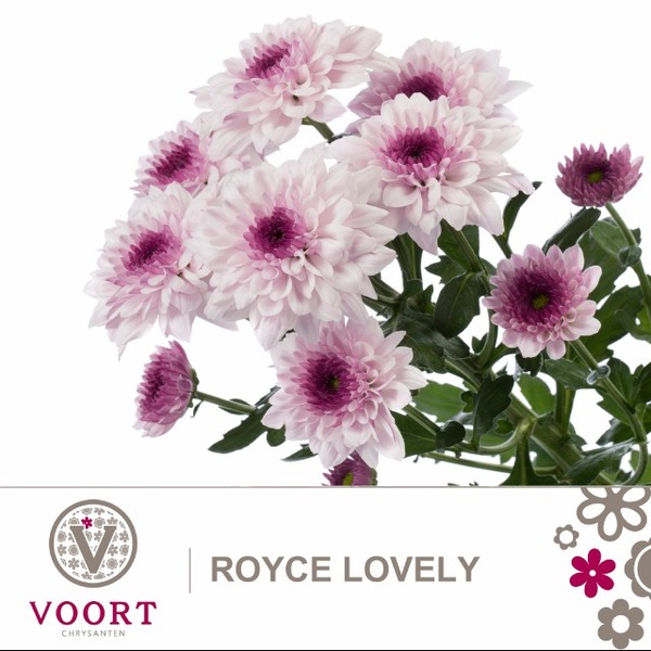 CRISANTEM ROYCE LOVELY