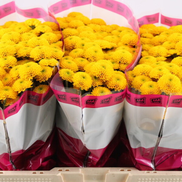 CRISANTEM SANTINI *AURINKO*