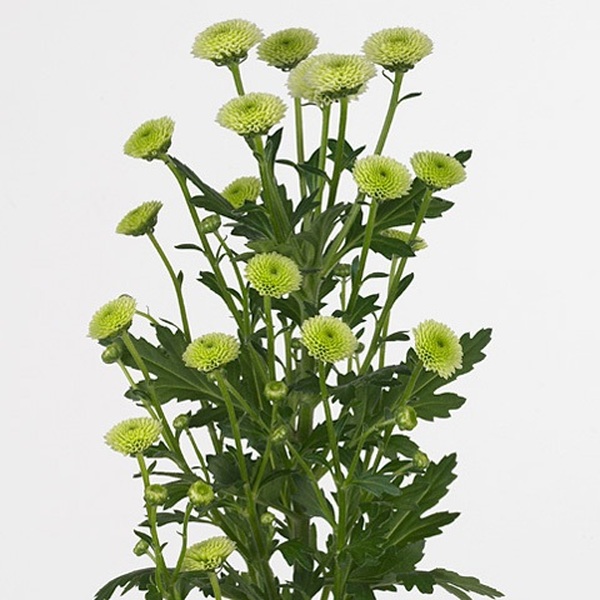 CRISANTEM SANTINI *CAL MINTY *