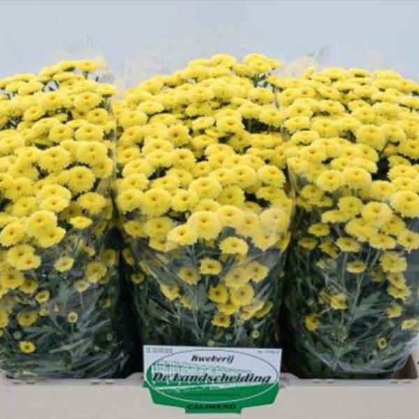 CRISANTEM SANTINI *CALIMERO SUNNY*