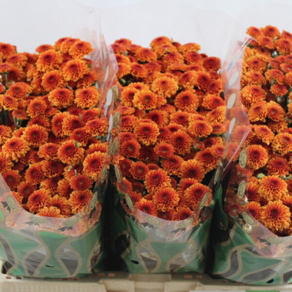 CRISANTEM SANTINI EDVALDO