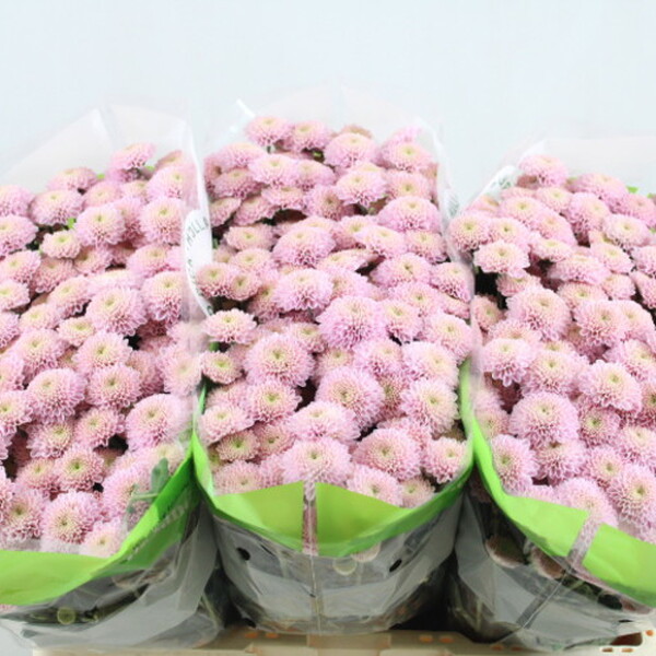 CRISANTEM SANTINI *ELLISON SWEET*