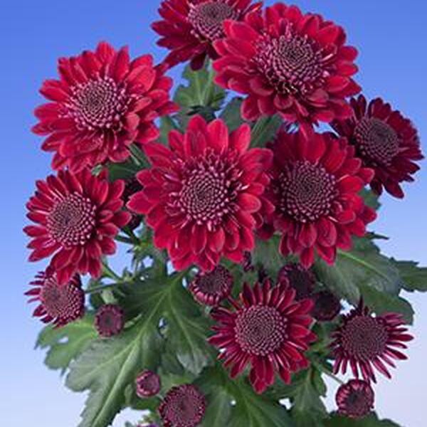 CRISANTEM *SAGAN PURPLE*