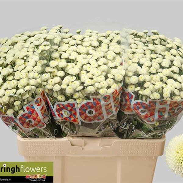 CRIS. SANTINI MAD POM BLANC