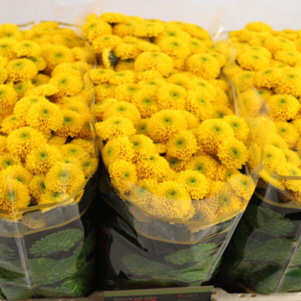 CRISANTEM SANTINI *MAVERICK SUN*