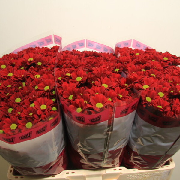 CRISANTEM SANTINI ADORA