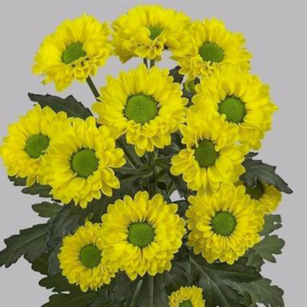 CRISANTEM SANTINI *AVISO*