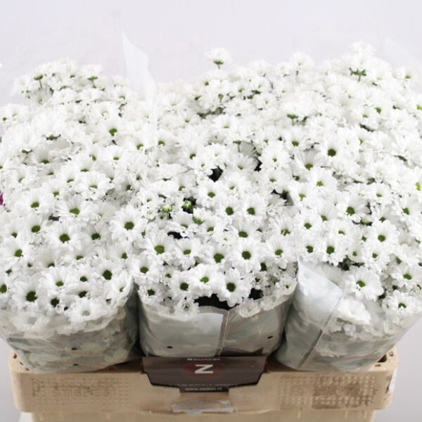CRISANTEM SANTINI *BOUNCER WHITE*