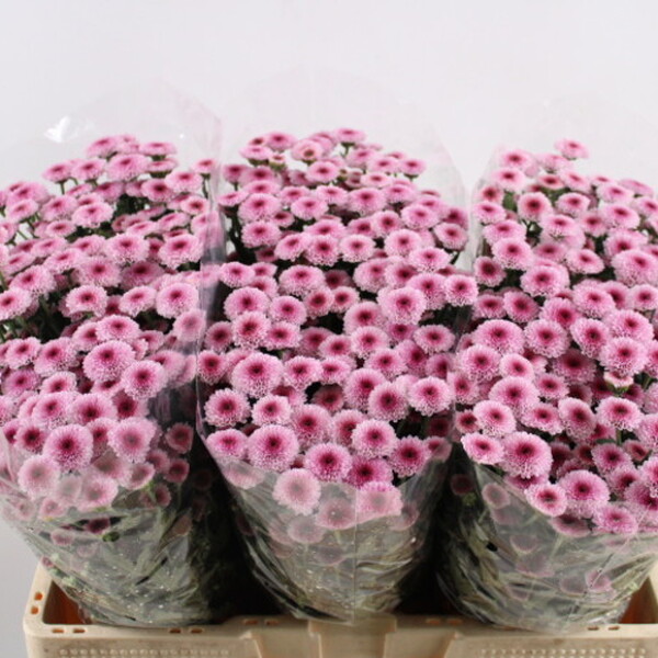 CRISANTEM SANTINI *CALIMERO PINK*