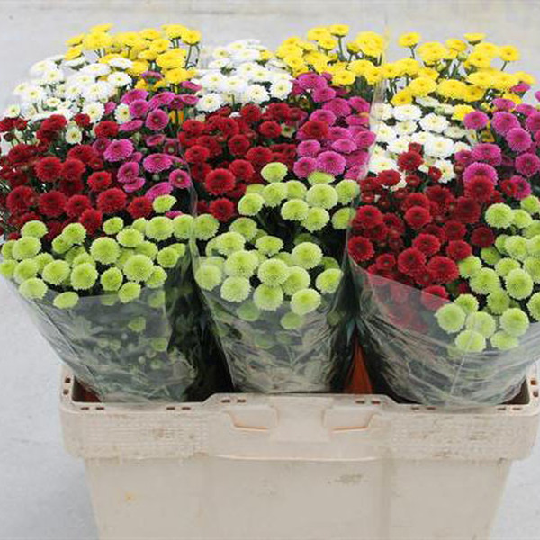 CRISANTEM SANTINI *CALIMERO MIX*