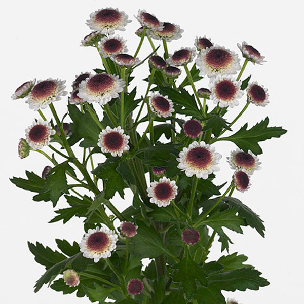 CRISANTEM SANTINI *CEDIS* 55CM