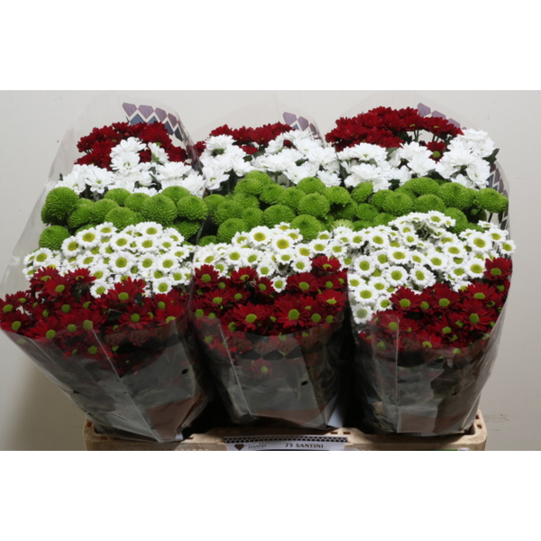 CRISANTEM SANTINI CHRISMAS