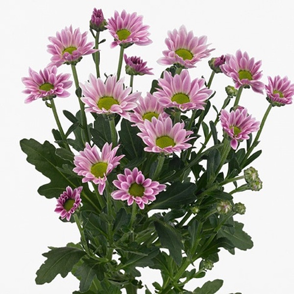 CRISANTEM SANTINI *CONFETTI*