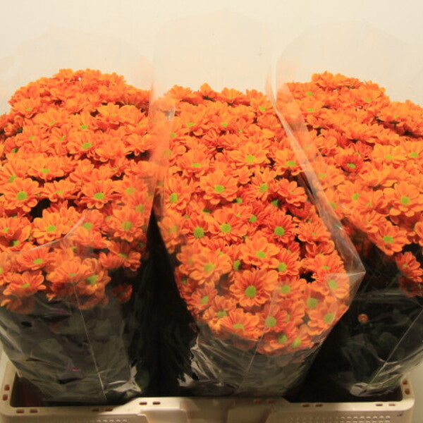 CRISANTEM SANTINI CORTESE