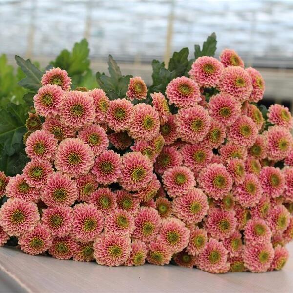 CRISANTEM SANTINI *DORIA OCURRENT*