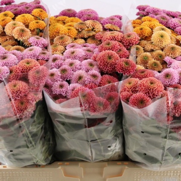 CRISANTEM SANTINI *RAINBOW DORIA*