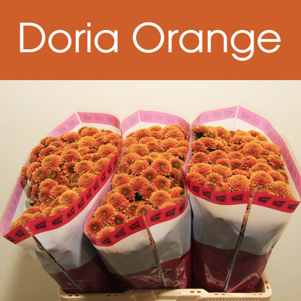 CRISANTEM SANTINI *DORIA ORANGE*