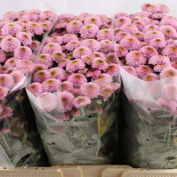 CRISANTEM SANTINI *DORIA PINK*