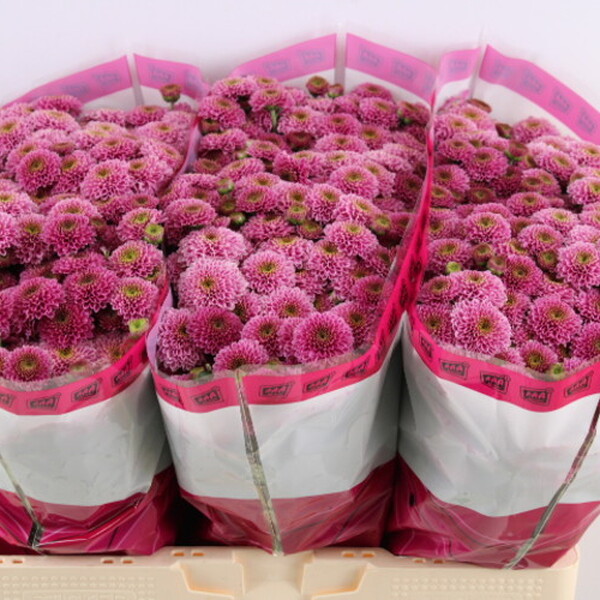 CRISANTEM SANTINI *DORIA*