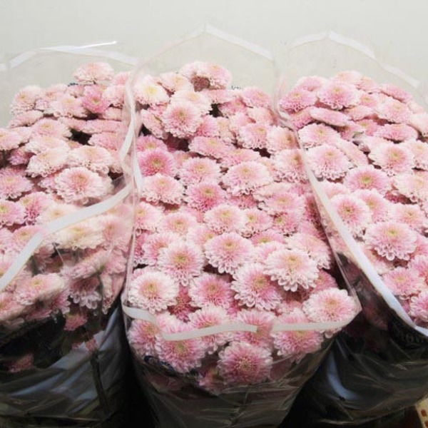 CRISANTEM SANTINI *ELLISON*