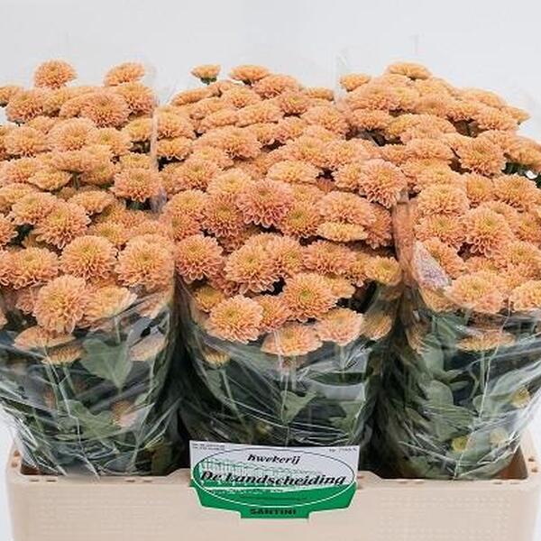 CRISANTEM SANTINI *ELLIS PEACH*