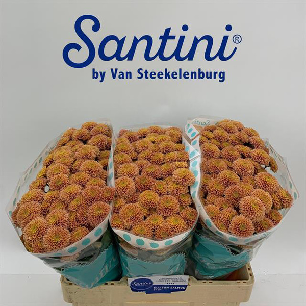 CRISANTEM SANTINI *ELLIS SALMON*