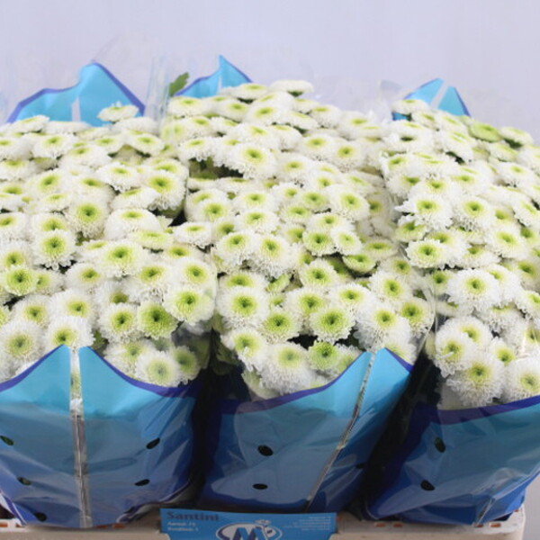 CRIS. SANTINI *FERRY*