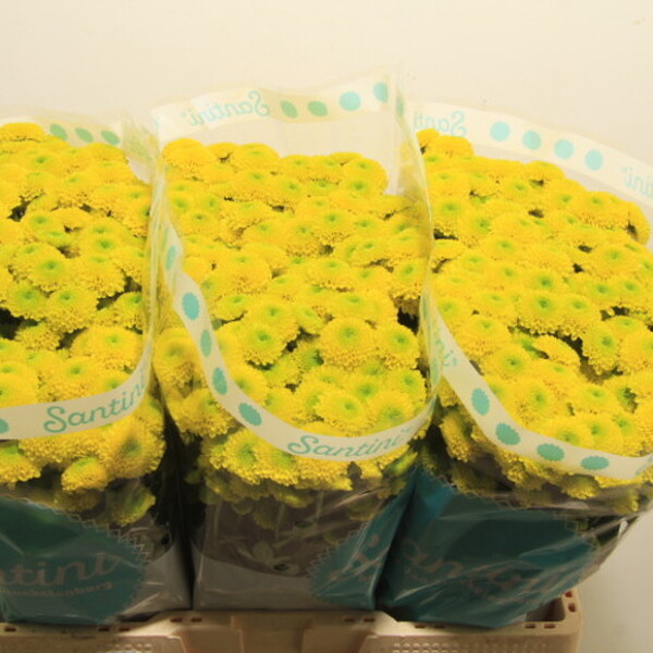 CRIS. SANTINI *FERRY YELLOW*