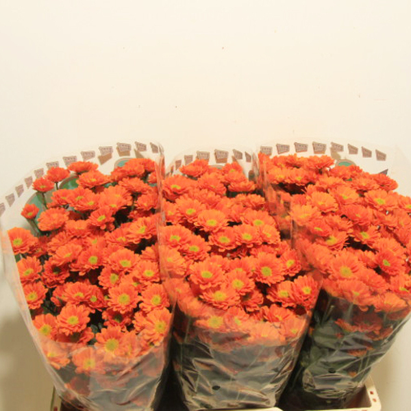 CRISANTEM SANTINI HILDA