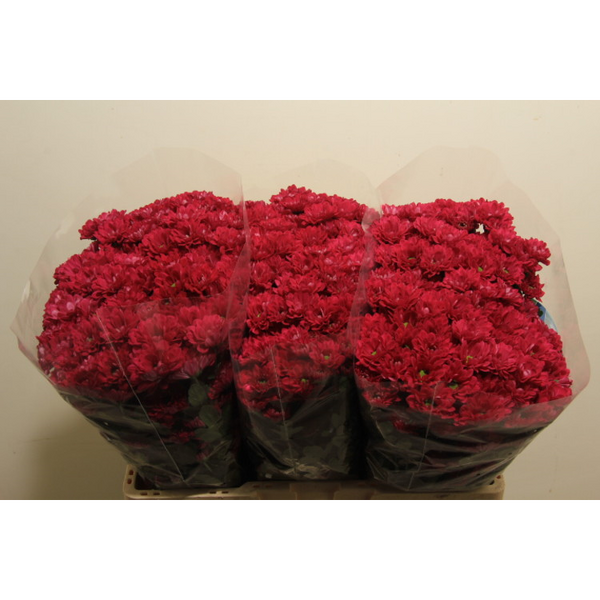 CRIS. SANTINI *ILSE SPLENDID* 55CM