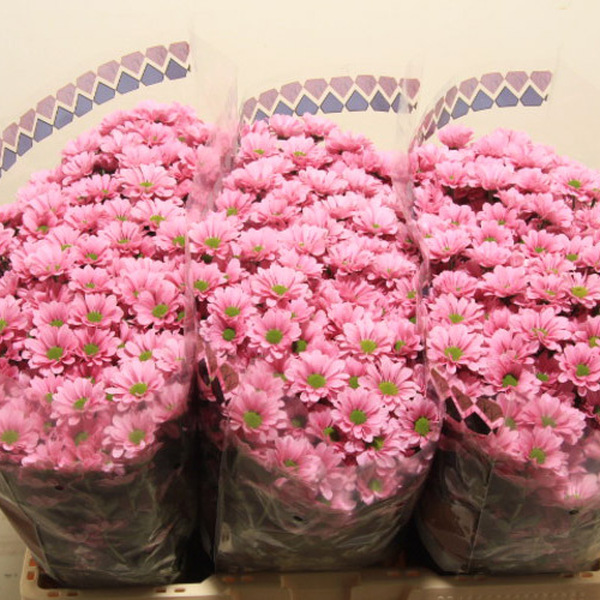 CRISANTEM SANTINI KRISSI