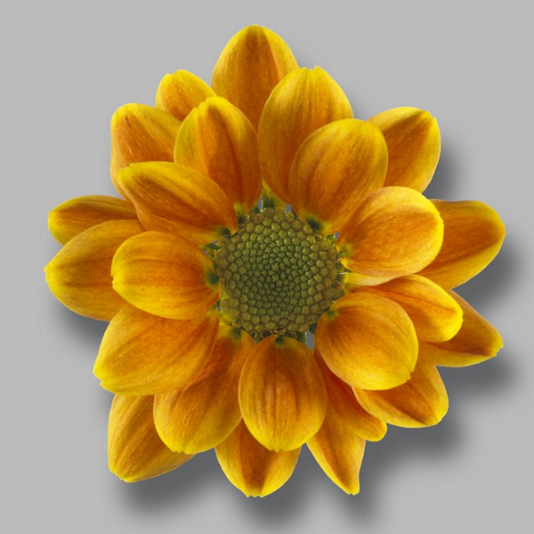 CRISANTEM SANTINI *LUNETTA ORANGE*