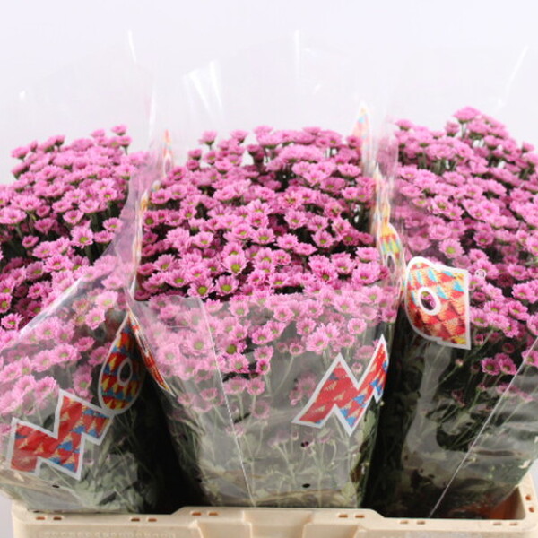 CRISANTEM SANTINI MADIBA PINK TANGA