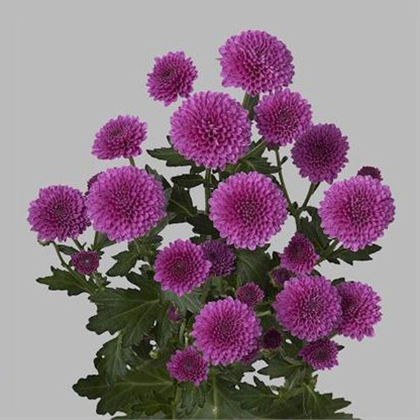 CRISANTEM SANTINI *MASAI PURPLE*