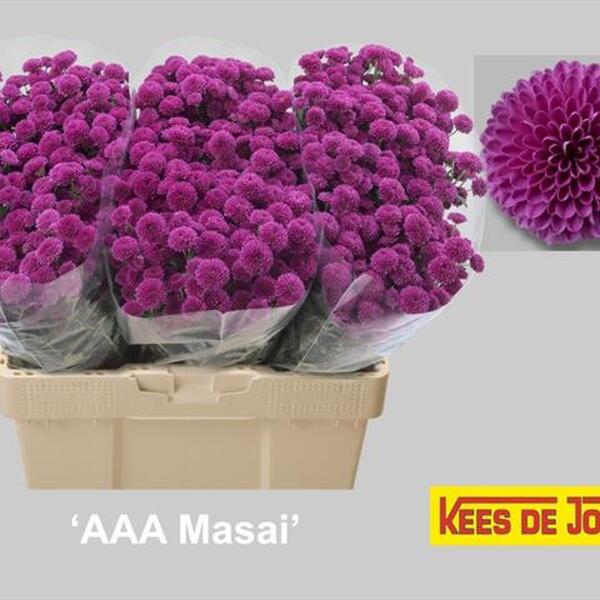 CRISANTEM SANTINI *MASAI*