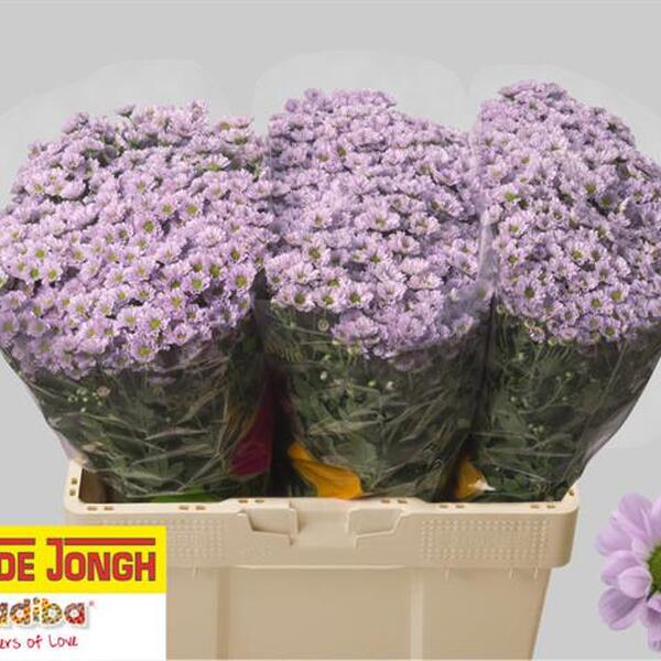 CRISANTEM SANTINI MADIBA TUMBI